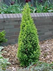Gold Cone