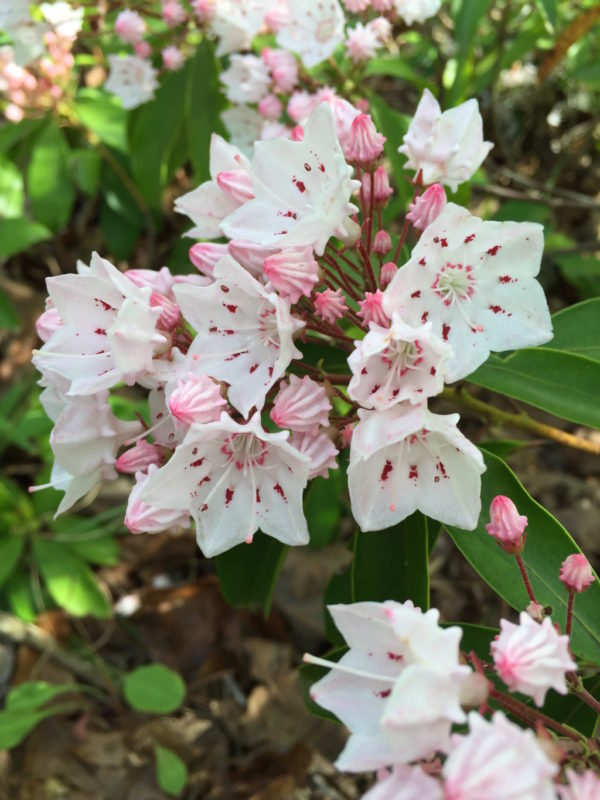 Mountain Laurel