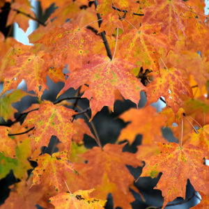 Lagacy Sugar Maple