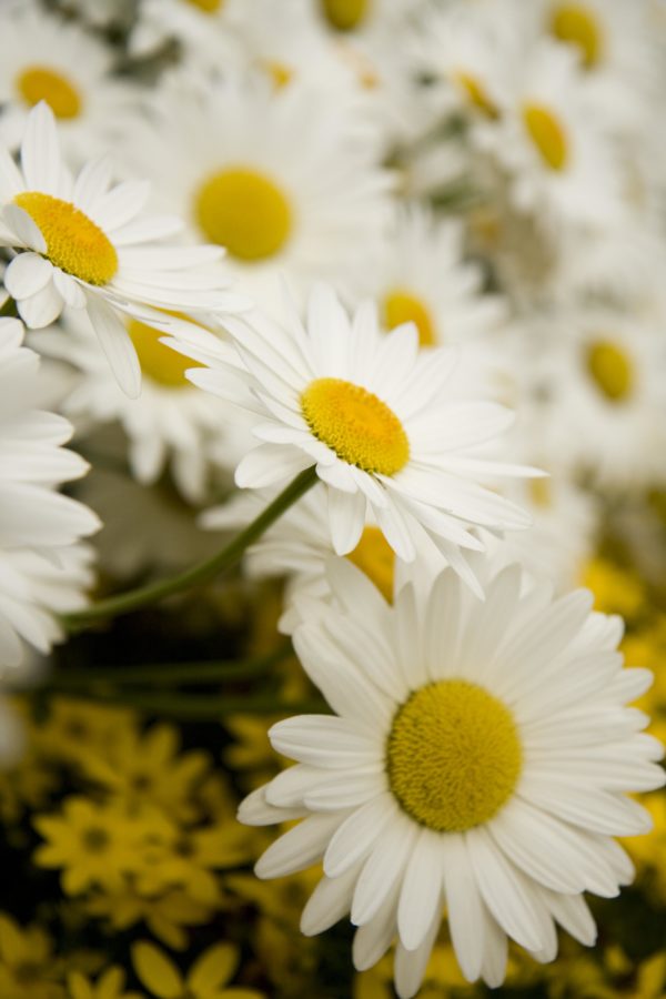 Shasta Daisy