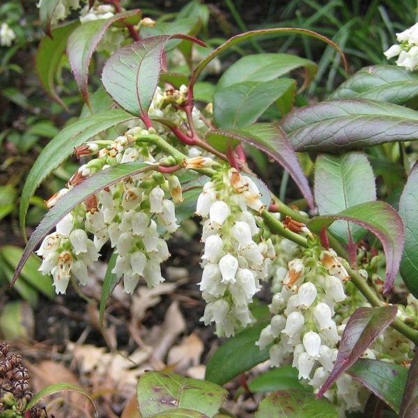 Leucothoe varieties