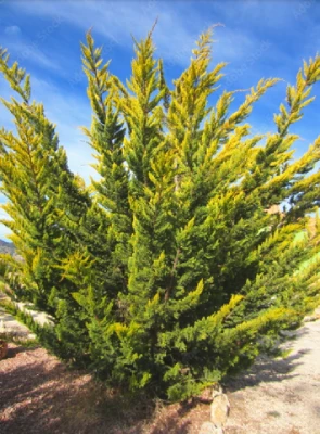 Gold Ryder Leyland Cypress