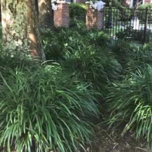 Lily turf