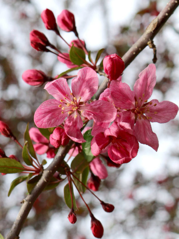 Robinson Crabapple