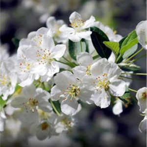 Sargent Crabapple