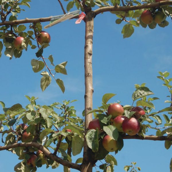 Malus espalier Products Courville Nurseries