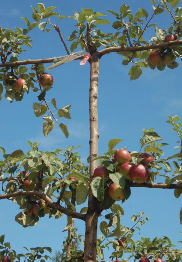 Fruiting Apple Espalier