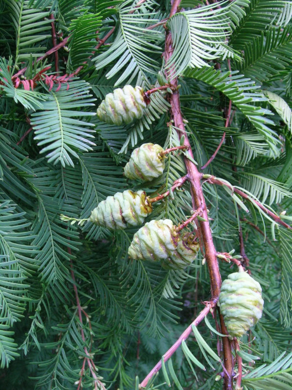 Dawn Redwood
