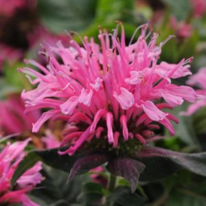 Bee Balm