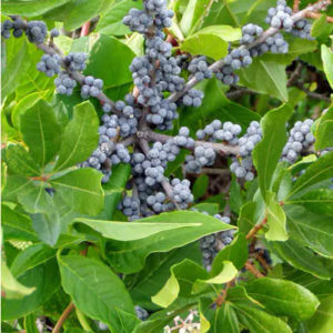 Bayberry