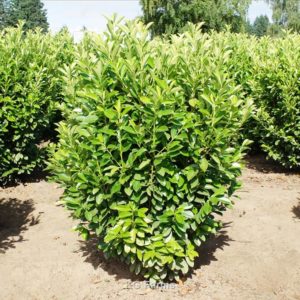 Nana English Laurel
