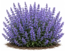 Nepeta faassenii