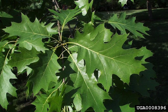 Serviceberry