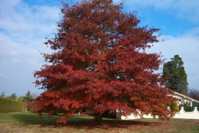 Serviceberry