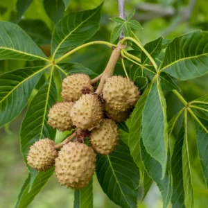 Ohio Buckeye