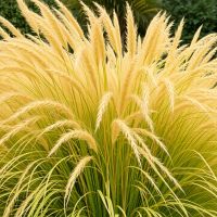 Adagio Grass - Image 2