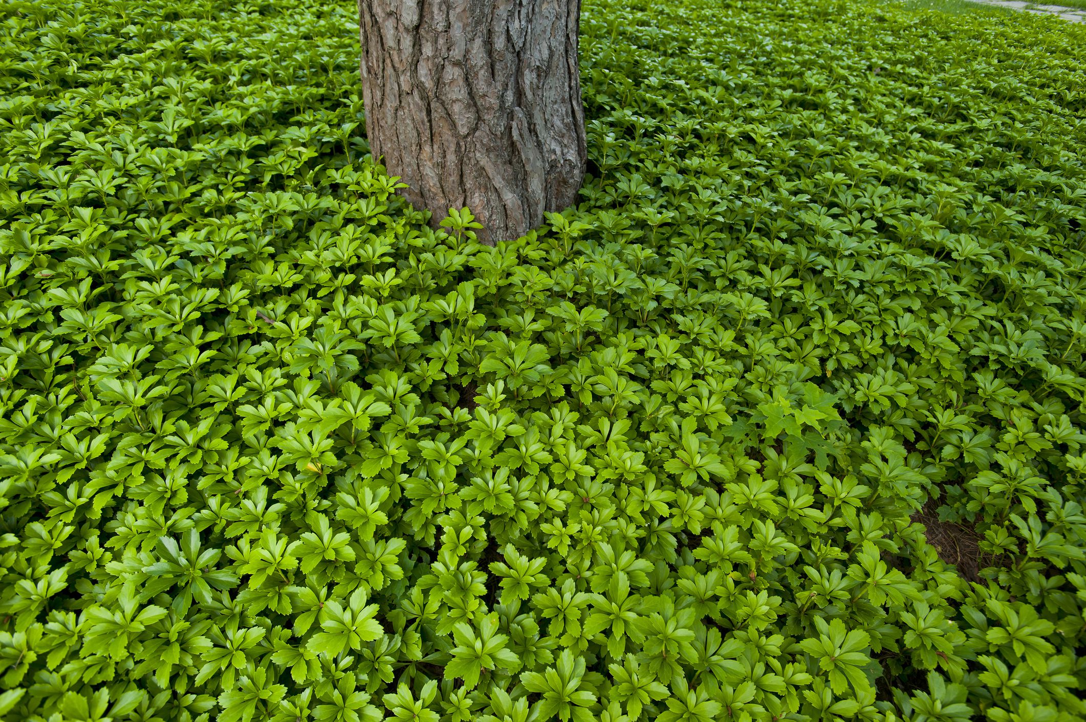Pachysandra Pachysandra Courville Nurseries