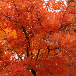 Paperbark Maple