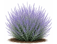 Perovskia Atriplicifolia