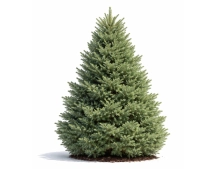 Picea pungens