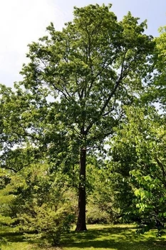 Pignut Hickory