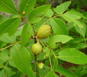 //www.courvillenursery.com/wp-content/uploads/Pignut-Hickory-1.webp