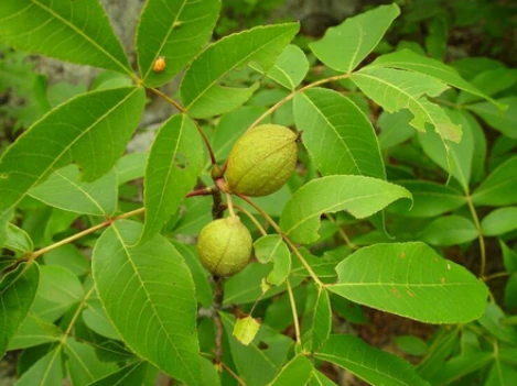 Pignut Hickory