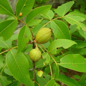Pignut Hickory