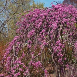 Pink Heartbreaker Eastern Redbud