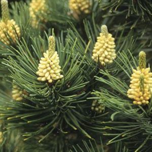 Mugo Pine