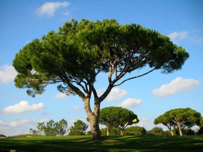 Umbrella Pine Pinus pinea Courville Nurseries