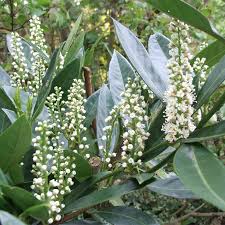 Cherry Laurel 'Otto Luyken’
