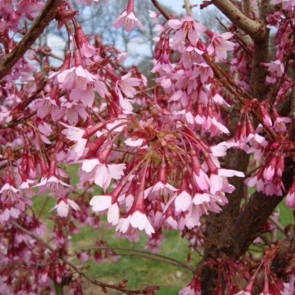 Okame Cherry