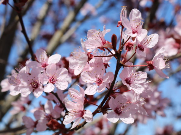 Thundercloud Plum