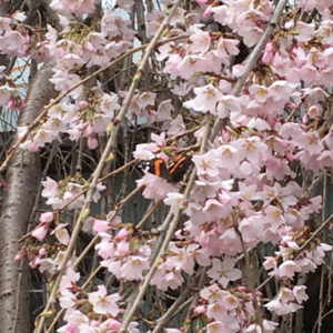Pink Snow Showers Weeping Cherry