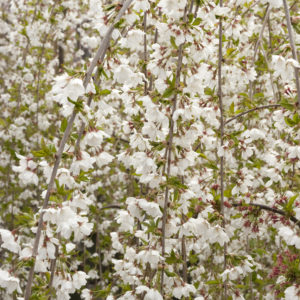 Snow Fountains Weeping Cherry