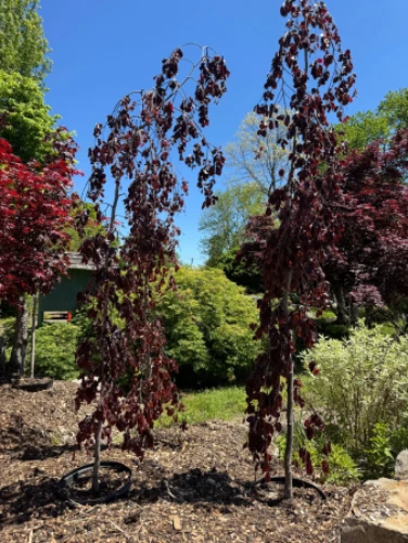 Purple Fountain Weeping Beech