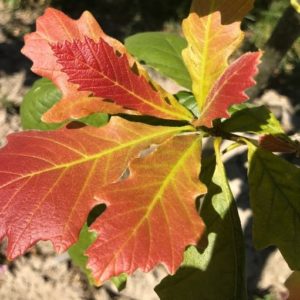 Swamp White Oak