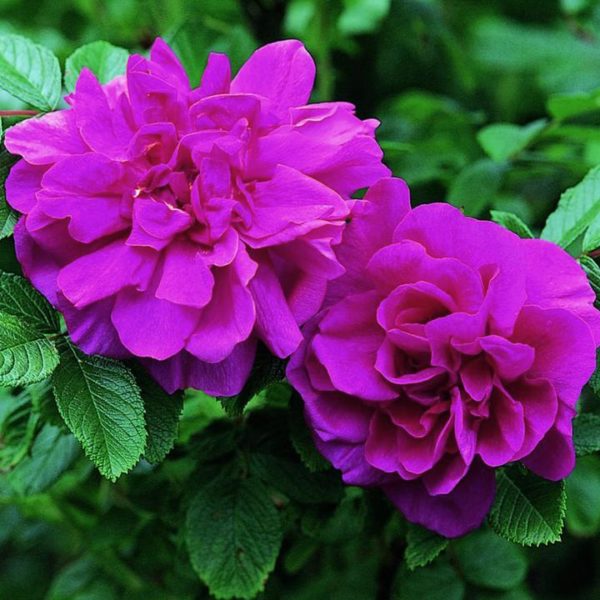 Rugusa Rose