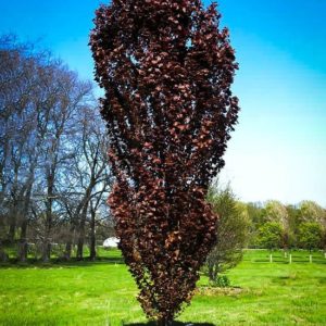 Red Obelisk European Beech