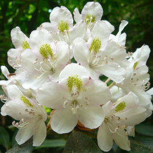 American Rhododrendron