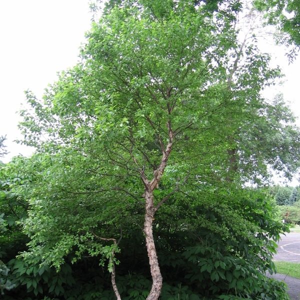 Duo Heat river Birch Betula nigra Courville Nurseries