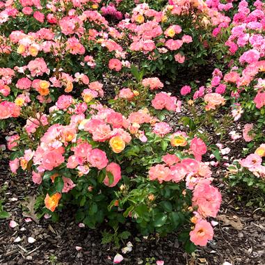 Peach Drift Rose - Rosa ' Drift Peach ' - Courville Nurseries