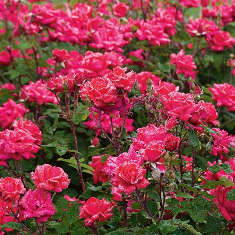 Everblooming Rose Rosa Courville Nurseries everblooming-rose-rosa-courville-nurseries