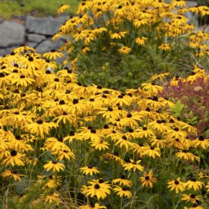 Black-eyed Susan