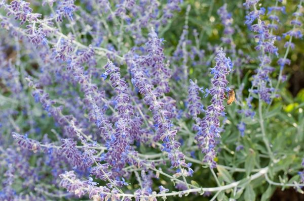 Russian Sage