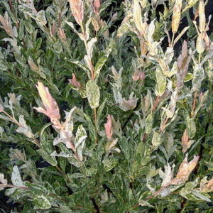 Dappled Willow