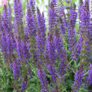 Meadow Sage
