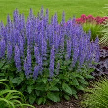 Salvia