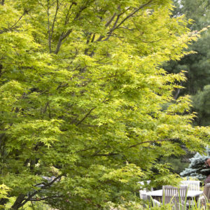 Sango-Kaku (Coral bark)